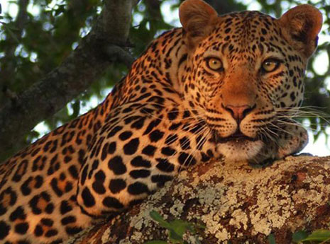 Reviews: an award winning South Africa safari Reviews: an award winning South Africa safari
