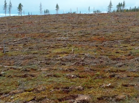 Sweden's green lie Sweden's green lie